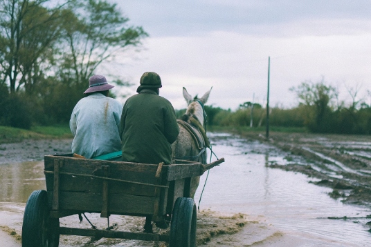 Ni burro tuerto ni mula esbelta