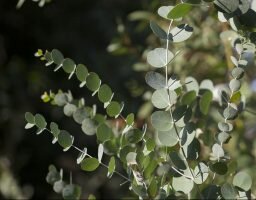 Coronavirus y los yuyos medicinales